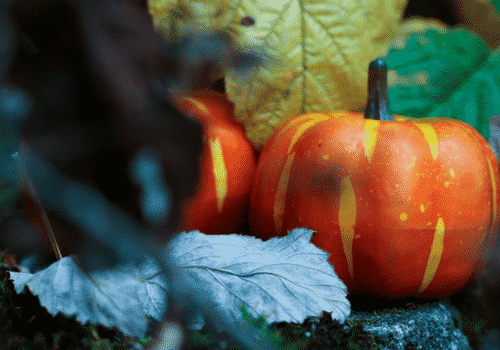 Spécialités à base de citrouille à déguster durant Halloween